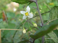 Στρύφνος-Solanum nigrum