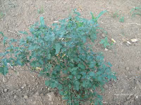Στρύφνος-Solanum nigrum