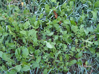 Ρόκα (Αζούματο)-Eruca sativa