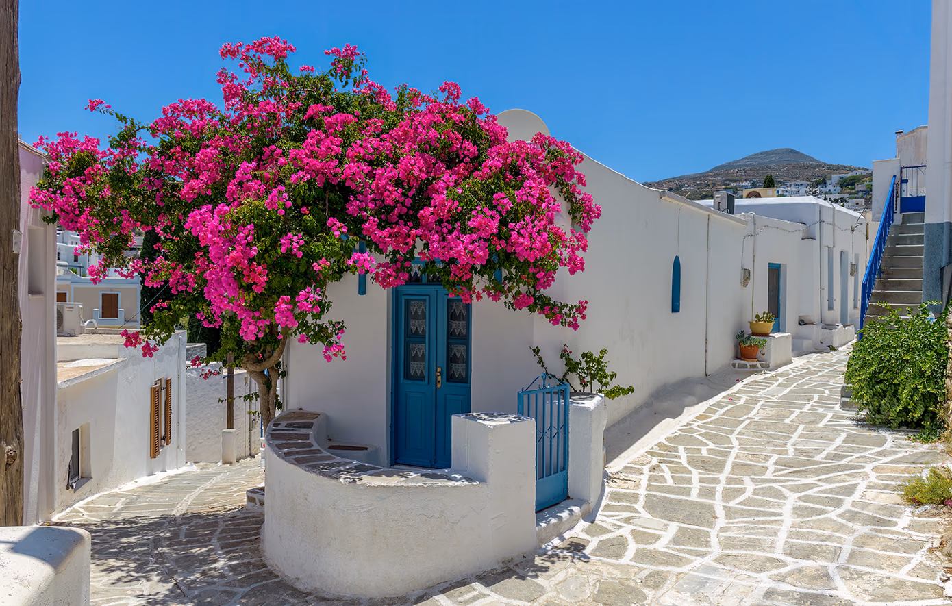 Λεύκες στην Πάρο